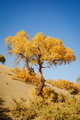 Populus euphratica